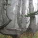 Illustration for article titled Have a Seat In Oregons Mysterious Octopus Tree